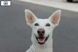 Read more about the article Canaan Dog Breeders and Puppies in West Virginia