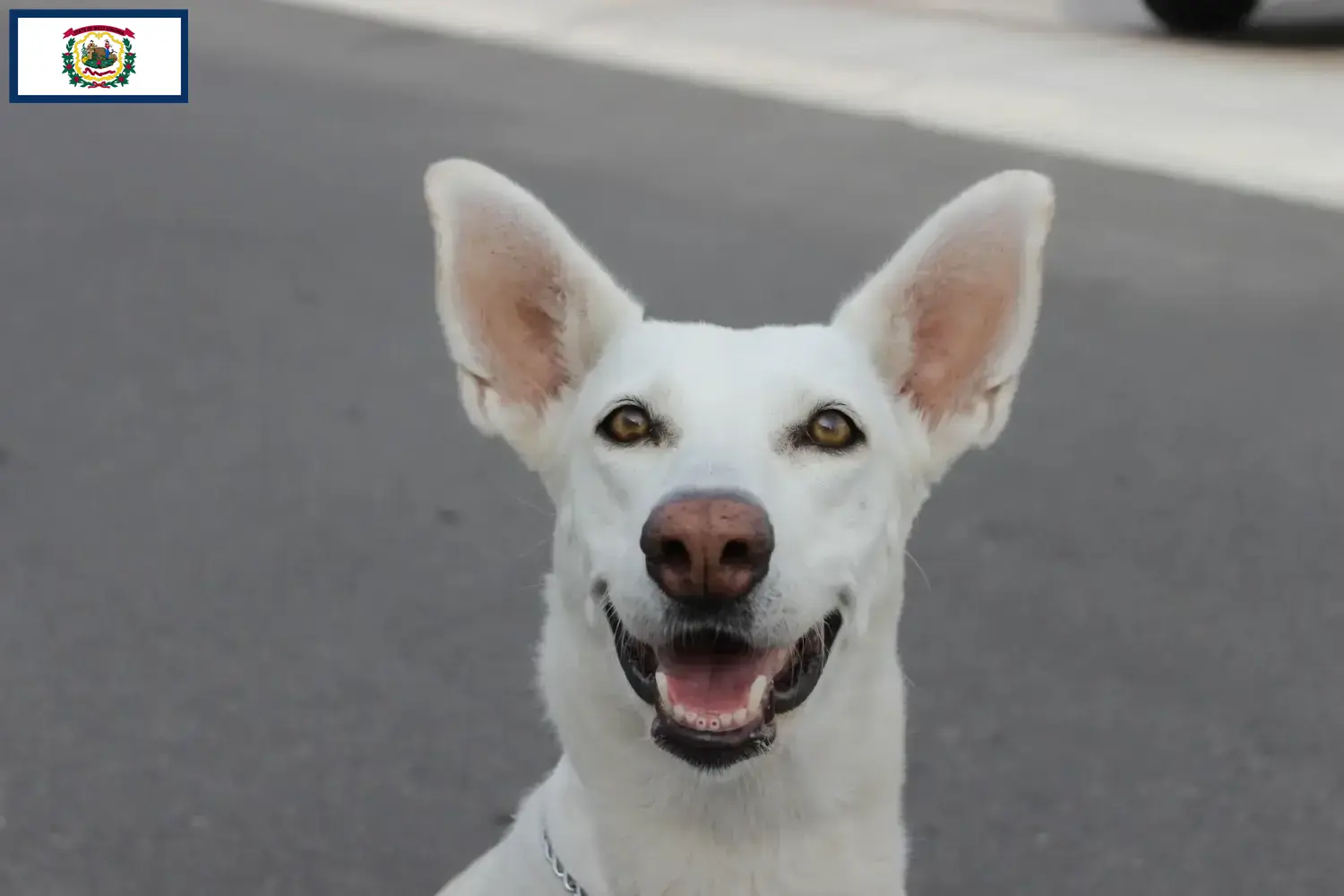 Canaan Dog Puppies and Breeder West Virginia Find Canaan Dog breeders in West Virginia.