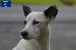 Read more about the article Canaan Dog Breeders and Puppies in Wisconsin