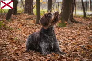 Read more about the article Český fousek breeders and puppies in Alabama