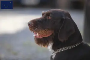 Read more about the article Český fousek breeders and puppies in Alaska