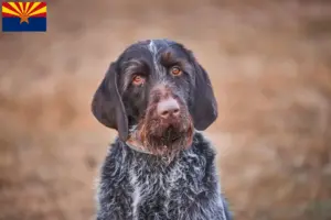 Read more about the article Český fousek breeders and puppies in Arizona