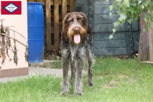 Read more about the article Český fousek breeders and puppies in Arkansas