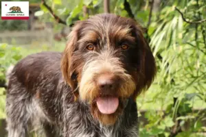 Read more about the article Český fousek breeders and puppies in California