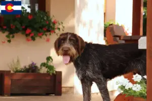Read more about the article Český fousek breeders and puppies in Colorado