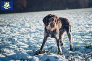Read more about the article Český fousek breeders and puppies in Connecticut