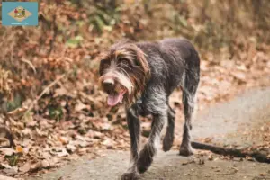 Read more about the article Český fousek breeders and puppies in Delaware