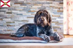 Read more about the article Český fousek breeders and puppies in Florida