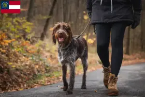 Read more about the article Český fousek breeders and puppies in Georgia