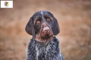 Read more about the article Český fousek breeders and puppies in Illinois