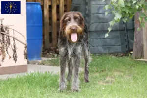 Read more about the article Český fousek breeders and puppies in Indiana