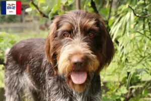 Read more about the article Český fousek breeders and puppies in Iowa