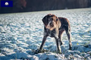 Read more about the article Český fousek breeders and puppies in Kentucky