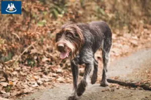 Read more about the article Český fousek breeders and puppies in Louisiana