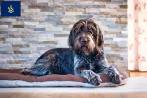 Read more about the article Český fousek breeders and puppies in Maine