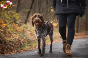 Read more about the article Český fousek breeders and puppies in Maryland