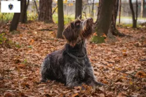 Read more about the article Český fousek breeders and puppies in Massachusetts