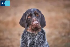 Read more about the article Český fousek breeders and puppies in Minnesota