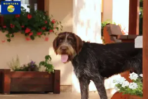 Read more about the article Český fousek breeders and puppies in Montana