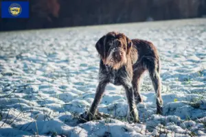 Read more about the article Český fousek breeders and puppies in Nebraska