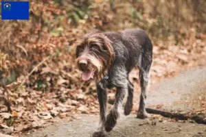 Read more about the article Český fousek breeders and puppies in Nevada