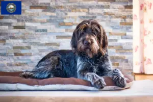 Read more about the article Český fousek breeders and puppies in New Hampshire