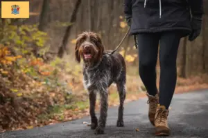 Read more about the article Český fousek breeders and puppies in New Jersey