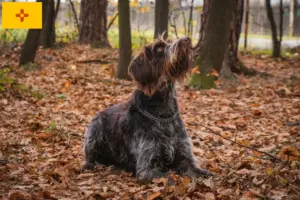 Read more about the article Český fousek breeders and puppies in New Mexico