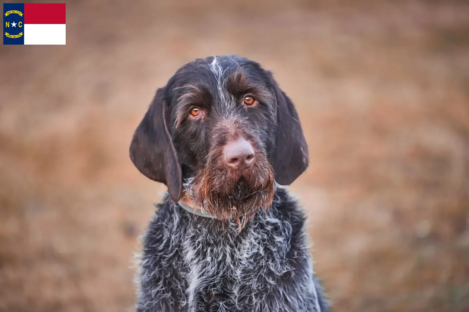 Český fousek puppies and breeders North Carolina Here you can find Český fouseks breeders in North Carolina.