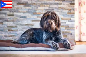 Read more about the article Český fousek breeders and puppies in Puerto Rico