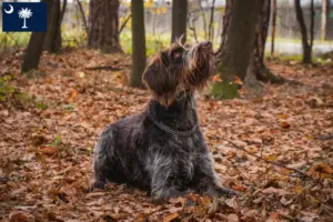 Read more about the article Český fousek breeders and puppies in South Carolina