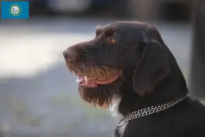 Read more about the article Český fousek breeders and puppies in South Dakota