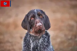 Read more about the article Český fousek breeders and puppies in Tennessee