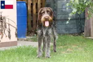 Read more about the article Český fousek breeders and puppies in Texas
