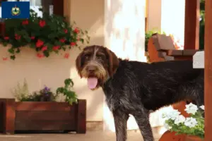 Read more about the article Český fousek breeders and puppies in Vermont