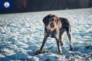 Read more about the article Český fousek breeders and puppies in Virginia