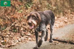 Read more about the article Český fousek breeders and puppies in Washington