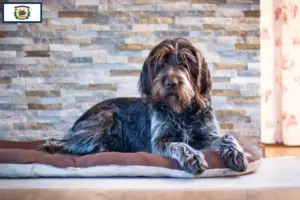 Read more about the article Český fousek breeders and puppies in West Virginia