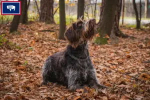 Read more about the article Český fousek breeders and puppies in Wyoming