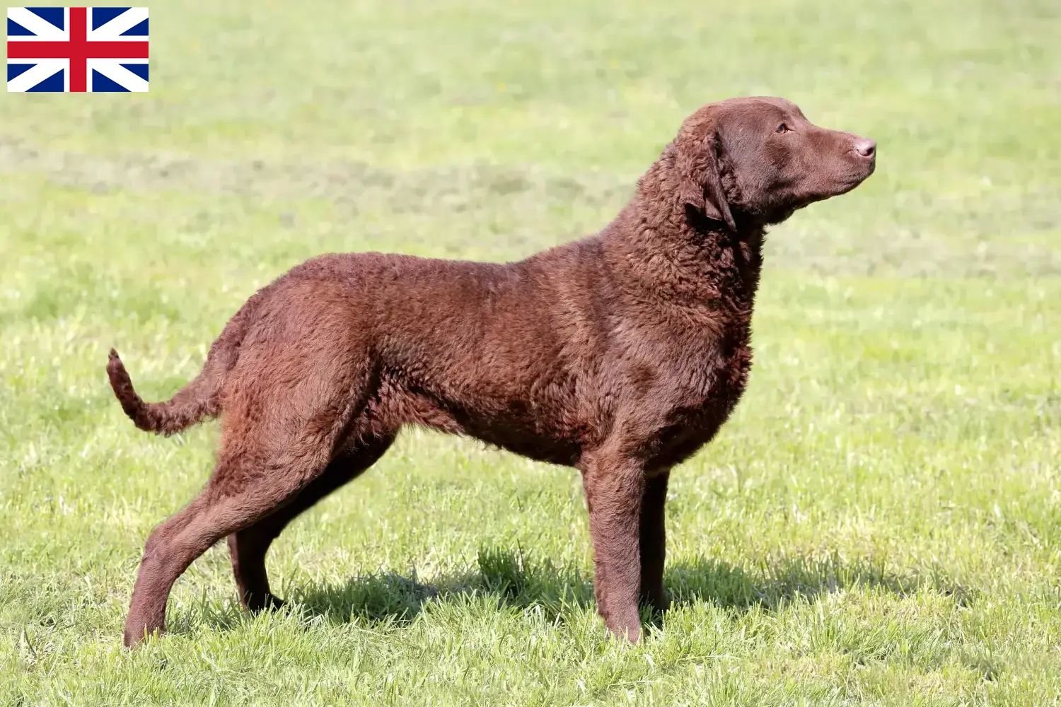 Read more about the article Chesapeake Bay Retriever breeders and puppies in Great Britain