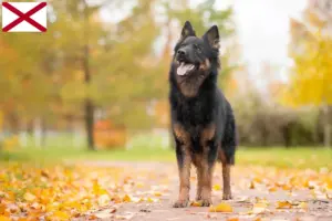 Read more about the article Chodský pes breeders and puppies in Alabama