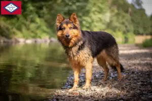 Read more about the article Chodský pes breeders and puppies in Arkansas
