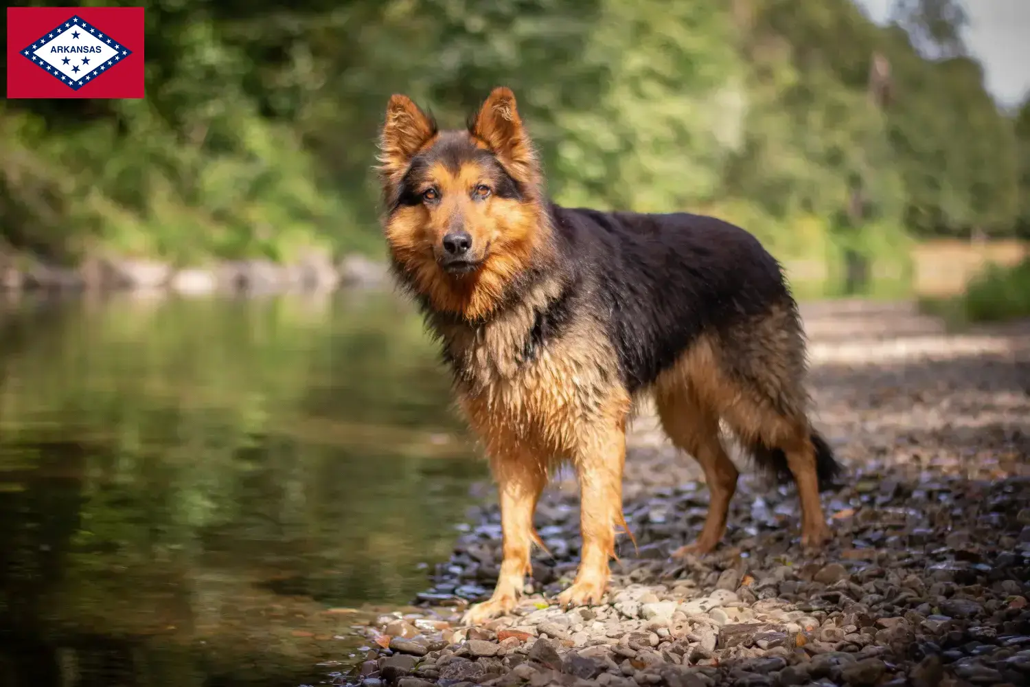 Chodský pes puppies and breeders Arkansas Here you can find Chodský pes breeders in Arkansas.