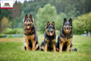 Read more about the article Chodský pes breeders and puppies in California