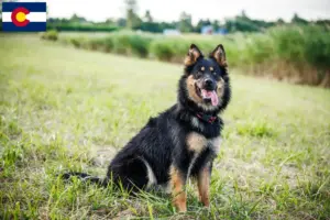 Read more about the article Chodský pes breeders and puppies in Colorado