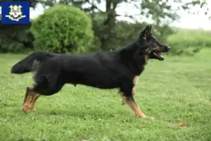 Read more about the article Chodský pes breeders and puppies in Connecticut