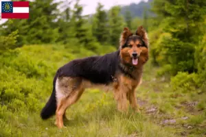 Read more about the article Chodský pes breeders and puppies in Georgia