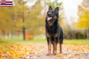 Read more about the article Chodský pes breeders and puppies in Hawaii