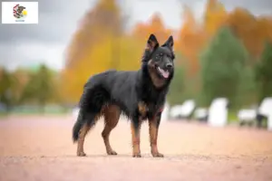 Read more about the article Chodský pes breeders and puppies in Illinois