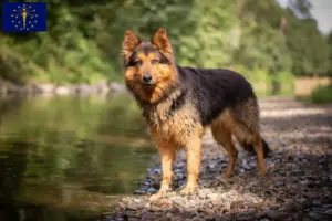 Read more about the article Chodský pes breeders and puppies in Indiana